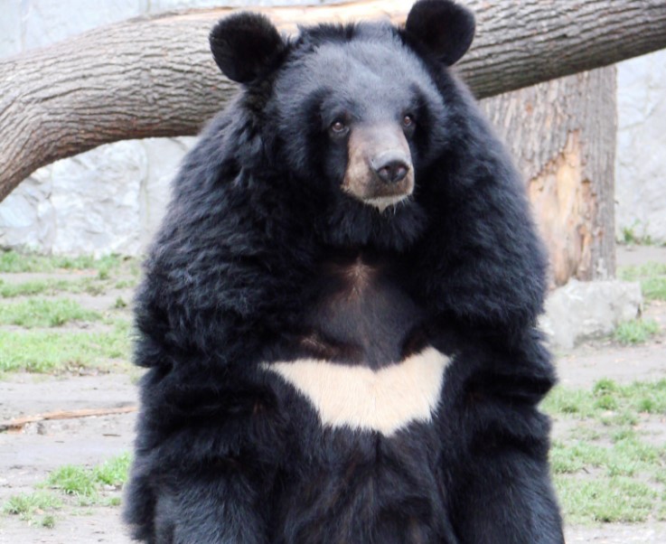 Família adota cachorro e descobre que se tratava, na verdade, de um urso