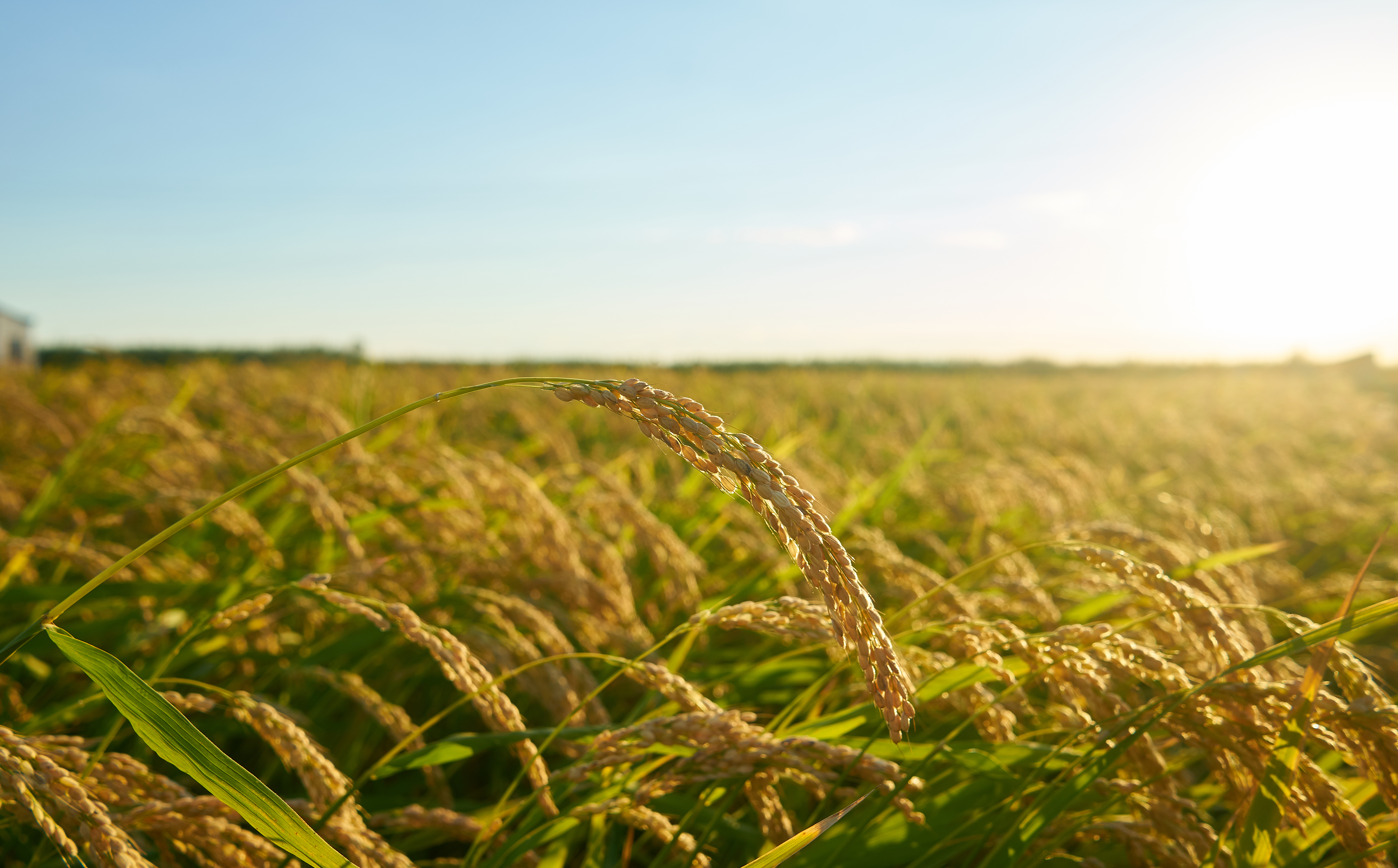 Polícia Federal abre investigação sobre leilão de arroz