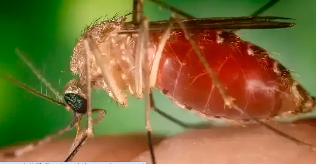 Opas eleva risco de febre do Oropouche nas Américas para alto