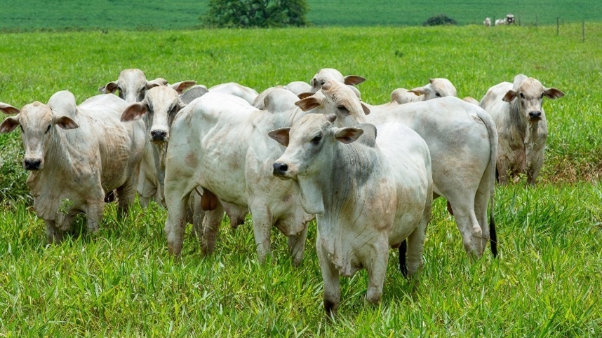 Terminação Intensiva a Pasto cresce mais de 300%