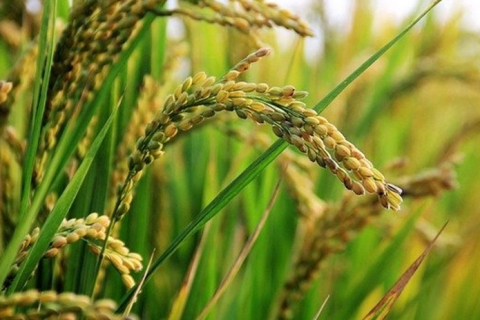 Mercado do arroz sinaliza leve recuperação