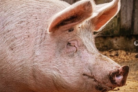 Japão paga mais pela carne suína brasileira em 2025