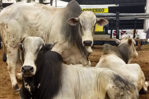 Boi gordo sobe pela terceira vez seguida em São Paulo