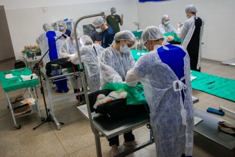 Cadastro para castração de gatos já esta sendo feito pela secretaria