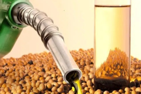 Brasil aposta no milho para abastecer setor energético