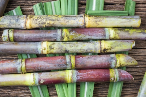 Clima impacta safra de cana, açúcar e etanol em 2025/26