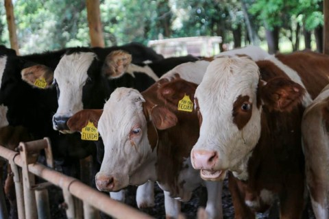 Sanidade animal: SP faz campanha de atualização de rebanhos até domingo (14)