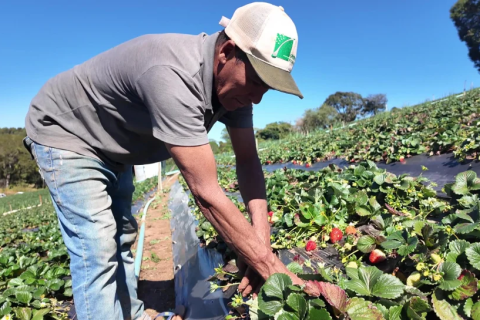 Produção agroecológica: entenda como funciona e veja como aderir