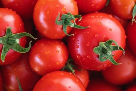 Drones são avaliados na aplicação em tomate