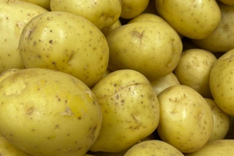 Batata: segredo genético revelado