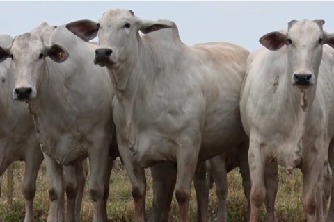 Mercado da carne bovina se mantém equilibrado