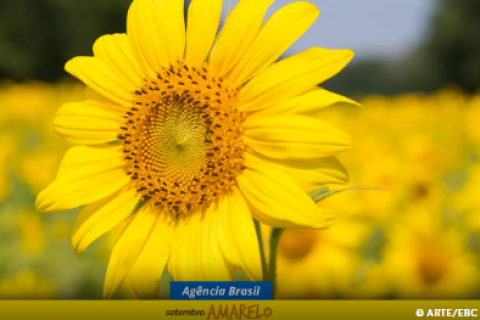 Setembro Amarelo: Campanha alerta para prevenção ao suicídio no país