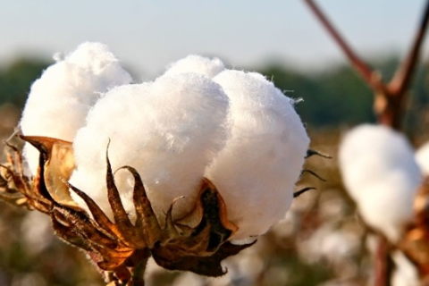 Novas cultivares de algodão reforçam produção no Brasil