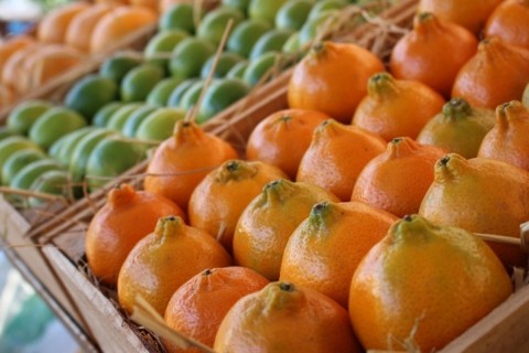 Exportações de suco de laranja batem maior julho em três anos