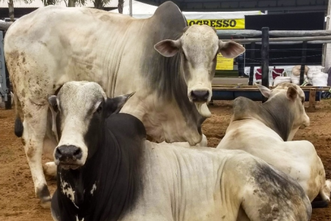 Tarifaço afeta ritmo de compras no mercado do boi
