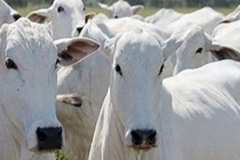 Indicadores explicam diferenças entre rebanhos