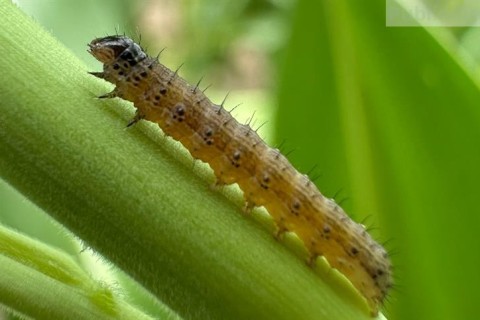 Lagartas desafiam produtividade em milho, soja e trigo e reforçam importância do manejo integrado nas lavouras brasileiras
