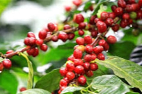 Commodities agrícolas recuam 3% em uma semana