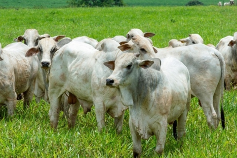 Preços do boi gordo sobem em São Paulo e Pará