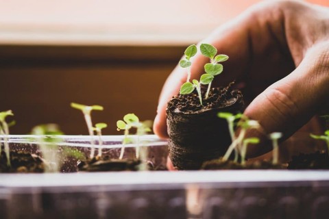 Pesquisa agrícola impulsiona liderança de São Paulo nas exportações de sementes