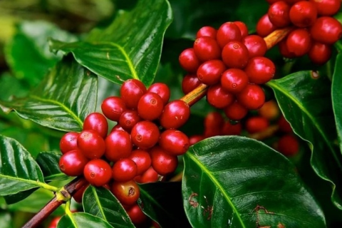 Doenças do cafeeiro exigem atenção redobrada