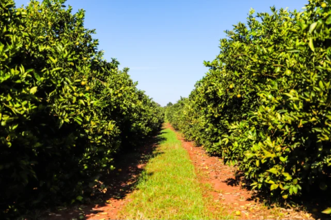 Portaria classifica municípios paulistas de acordo com incidência de Greening, doença que ameaça a citricultura