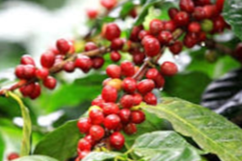 Florada do café exige cuidado com agroquímicos