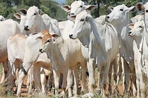 Lei define cuidados para cercas elétricas no campo