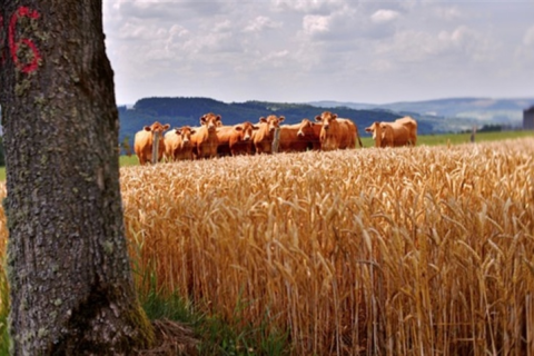 SP inicia primeira etapa da vacinação contra brucelose