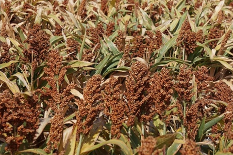 Produção de etanol a partir do sorgo avança