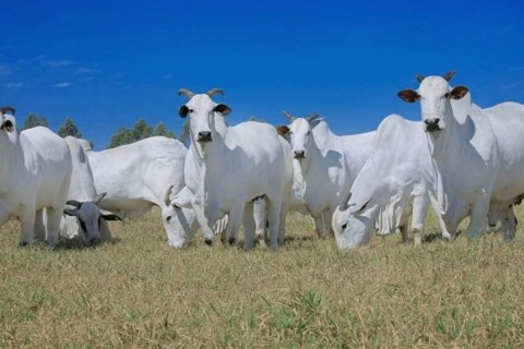 Brasil embarca 17,7% menos carne bovina em julho, mas receita cai só 5,8%