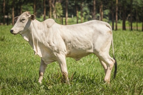 Abate de suínos e bovinos atinge recorde no Brasil