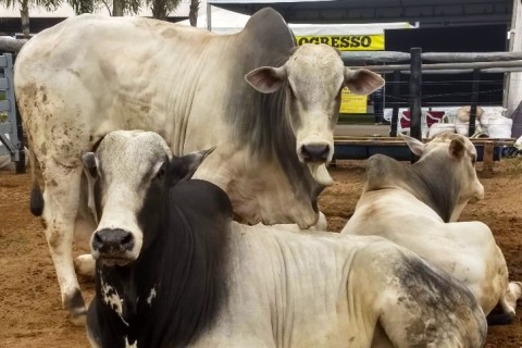 Mercado do boi gordo fica estável em São Paulo