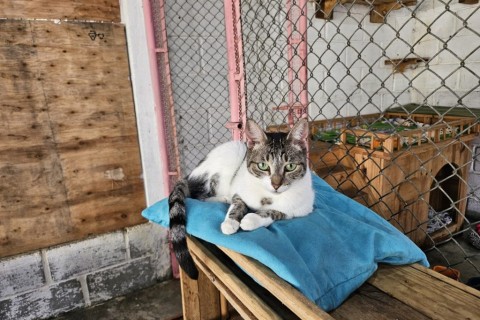Mundo pet: canil e gatil em unidades prisionais unem cuidado de animais e reintegração social