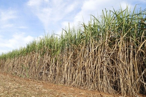 Chuvas irregulares derrubam produtividade da cana