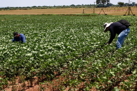 Agro paulista fecha 2025 com superávit de US$ 23 bilhões.