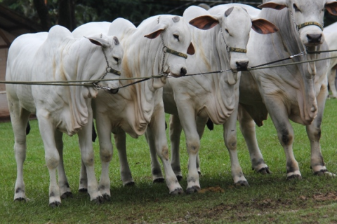 Cotações da arroba do boi iniciam semana estáveis em São Paulo