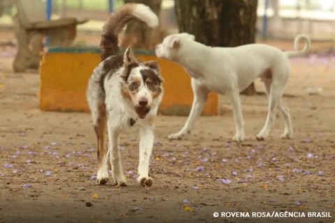 Exposição a multidões no carnaval traz riscos à saúde dos animais