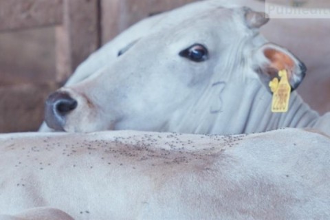 Chegada das chuvas: como controlar a mosca-dos-chifres