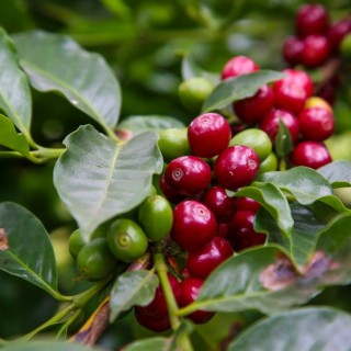 Concurso Estadual Qualidade do Café de São Paulo